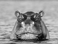 Hippos