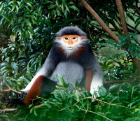 Red-shanked Douc