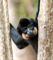 Yellow-cheeked Gibbon