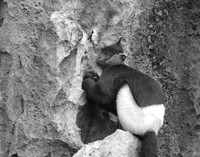 Delacour's Langur