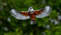 Ringed Kingfisher hovering