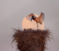 Jabiru stork nest and sunrise