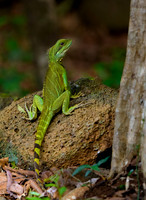 Reptiles and Amphibians