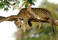 Hanging jaguar