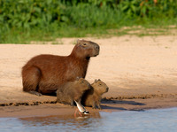 Capybara mom and babies