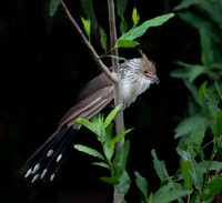 Guira Cuckoo
