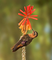 Ecuador