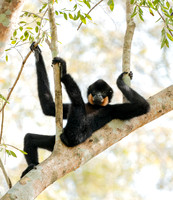Relaxing Yellow-cheeked Gibbon, Finalist 2025 Comedy Wildlife Photo Contest