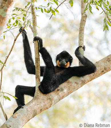 Relaxing Yellow-cheeked Gibbon, Finalist 2025 Comedy Wildlife Photo Contest