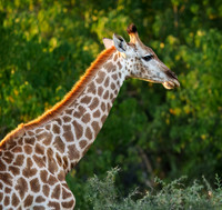 Giraffe
