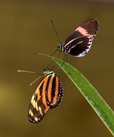 Insects